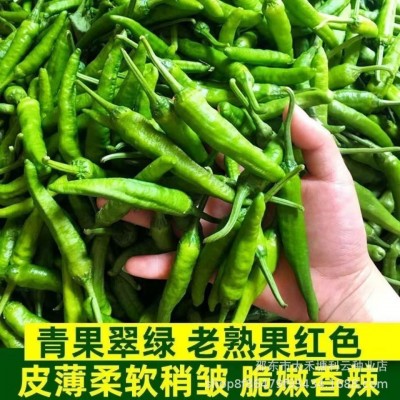 正宗樟树港辣椒种子优质小辣椒种子薄皮辣椒易挂果秋冬季蔬菜种子图2