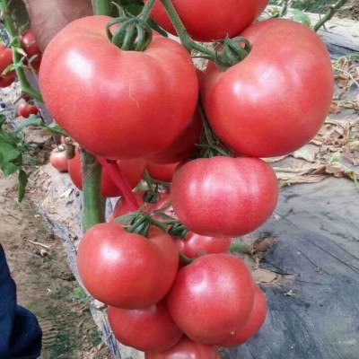 四季大番茄种子 春秋季阳台盆栽中蔬四号红果大西红柿种子图2