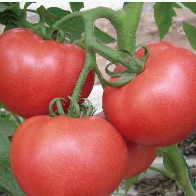 四季大番茄种子 春秋季阳台盆栽中蔬四号红果大西红柿种子图5