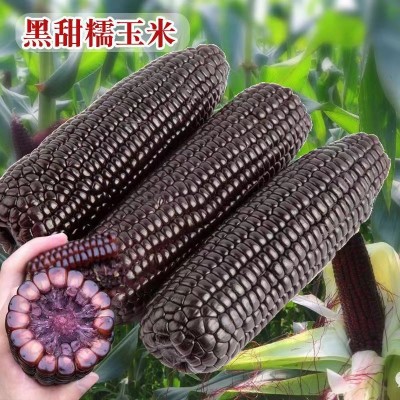 四季黑甜糯玉米种子 香甜糯玉米种子大田玉米杂交非转基因黑玉米图2