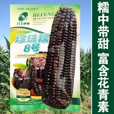 四季黑甜糯玉米种子 香甜糯玉米种子大田玉米杂交非转基因黑玉米图5