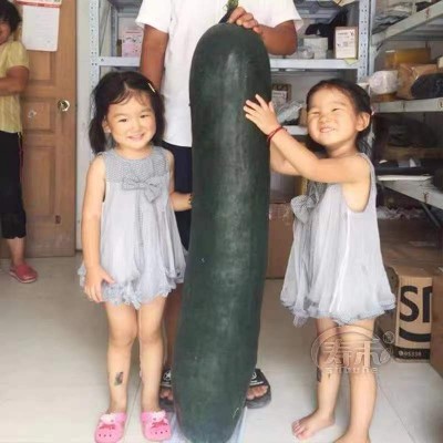 满地爬巨型黑皮冬瓜种子大型种高产大冬瓜四季盆栽蔬菜种子图2
