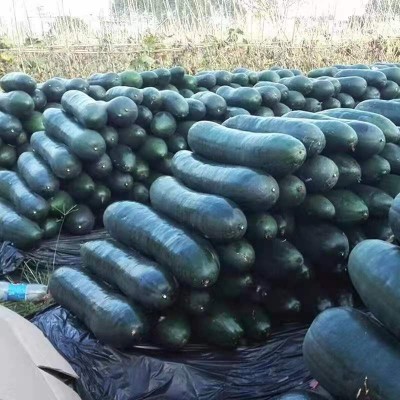 满地爬巨型黑皮冬瓜种子大型种高产大冬瓜四季盆栽蔬菜种子图3