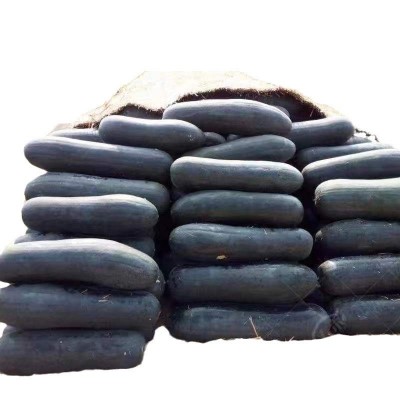 满地爬巨型黑皮冬瓜种子大型种高产大冬瓜四季盆栽蔬菜种子图4