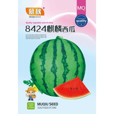 8424麒麟西瓜种子无籽高产冰糖懒人西瓜种子南方四季蔬菜水果种孑图4