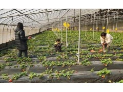 永年赋能都市农业