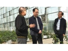 谢军调研农业产业发展工作（图）