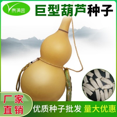 批发葫芦种大葫芦种子巨型葫芦种籽八宝蚂蚁肚文玩手捻小葫芦种子图2