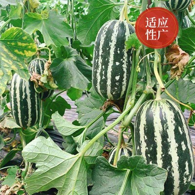 批发甜掉牙花皮甜瓜种子冰糖脆子羊角蜜皮薄肉甜八里香甜瓜种籽图2