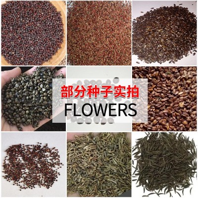 花卉种子批发满天星太阳花波斯菊百日草向日葵含羞草薄荷碗莲荷花图3