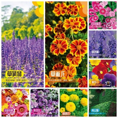 花卉种子批发满天星太阳花波斯菊百日草向日葵含羞草薄荷碗莲荷花图4