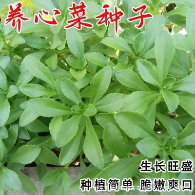 养心菜高钙救心菜种子可食用野菜四季播阳台盆栽特色保健蔬菜种籽图2