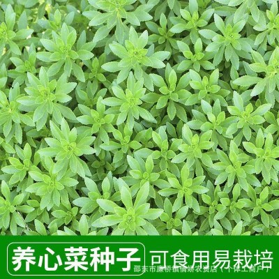 养心菜高钙救心菜种子可食用野菜四季播阳台盆栽特色保健蔬菜种籽图3