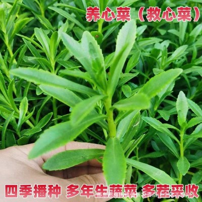 养心菜高钙救心菜种子可食用野菜四季播阳台盆栽特色保健蔬菜种籽图4