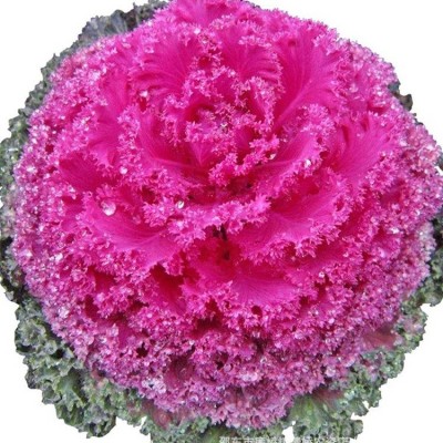 羽衣甘蓝种子羽叶甘蓝种子阳台盆栽大田易种四季可播耐寒蔬菜种子图2