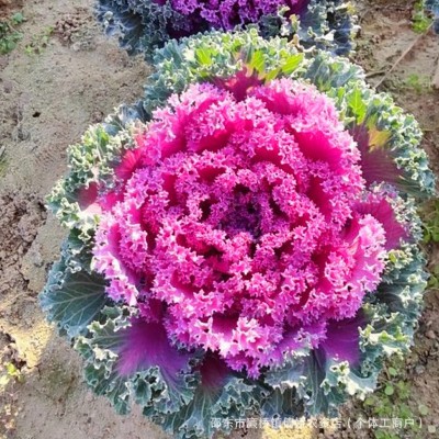 羽衣甘蓝种子羽叶甘蓝种子阳台盆栽大田易种四季可播耐寒蔬菜种子图5
