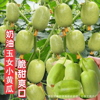 迷你小黄瓜种子金童玉女水果黄瓜种籽春夏季四季阳台盆栽蔬菜种孑图2