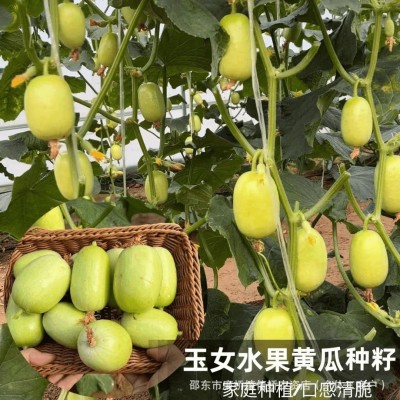 迷你小黄瓜种子金童玉女水果黄瓜种籽春夏季四季阳台盆栽蔬菜种孑图4