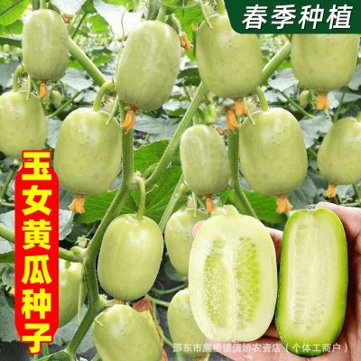 迷你小黄瓜种子金童玉女水果黄瓜种籽春夏季四季阳台盆栽蔬菜种孑图3