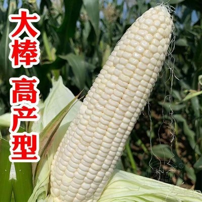 白甜糯玉米种子矮杆大棒玉米种子大田种植杂交春秋季蔬菜种子图2