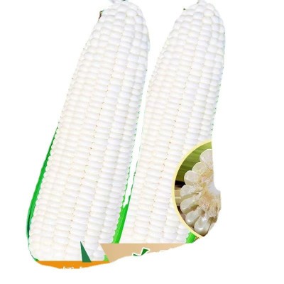 白甜糯玉米种子矮杆大棒玉米种子大田种植杂交春秋季蔬菜种子图3