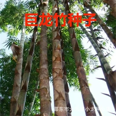 大型巨龙竹种子楠竹笋种子巨龙竹四季户外种植家庭阳台蔬菜种子图3