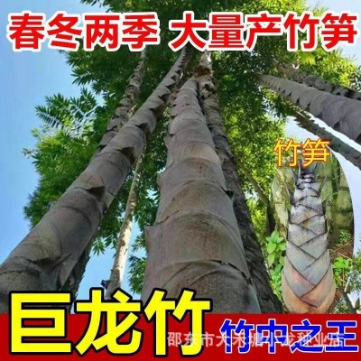 大型巨龙竹种子楠竹笋种子巨龙竹四季户外种植家庭阳台蔬菜种子图2