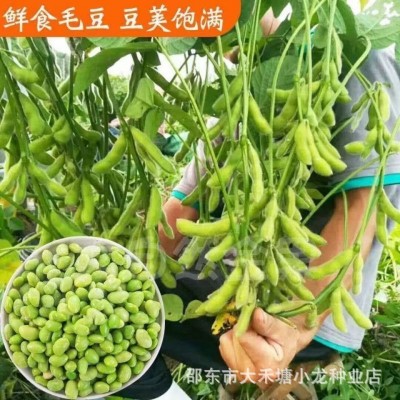 高产早熟50天大粒毛豆种子抗病耐寒优质青毛豆种子春播夏播毛豆籽图3