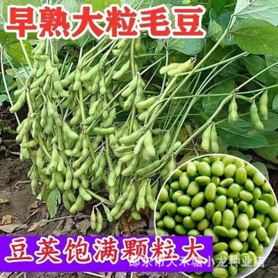 高产早熟50天大粒毛豆种子抗病耐寒优质青毛豆种子春播夏播毛豆籽图2
