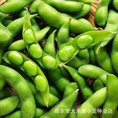高产早熟50天大粒毛豆种子抗病耐寒优质青毛豆种子春播夏播毛豆籽图4