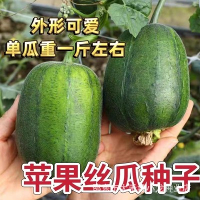 【可生吃】苹果丝瓜种子菜瓜种籽盆栽籽种播种蔬菜菜籽四季种籽孑图3