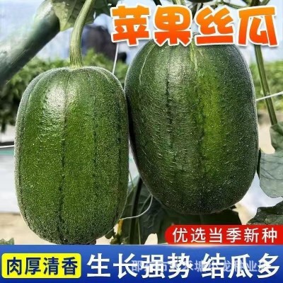 【可生吃】苹果丝瓜种子菜瓜种籽盆栽籽种播种蔬菜菜籽四季种籽孑图2
