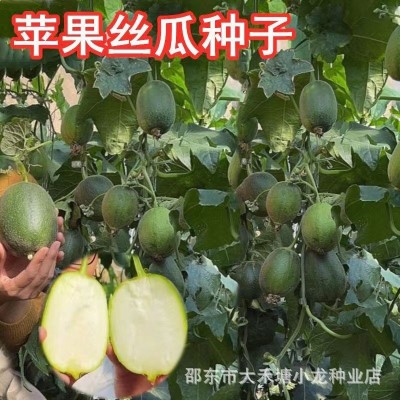 【可生吃】苹果丝瓜种子菜瓜种籽盆栽籽种播种蔬菜菜籽四季种籽孑图4