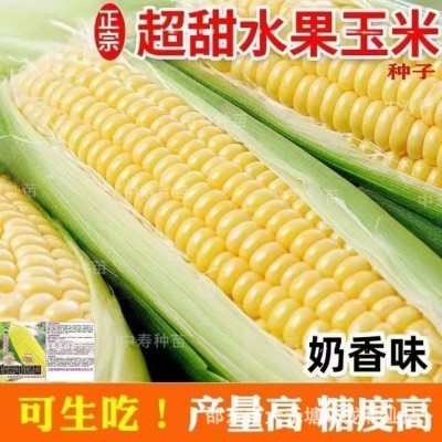 超甜水果玉米种子生吃甜脆多汁大田高产早熟大棒春秋四季甜玉米籽图3