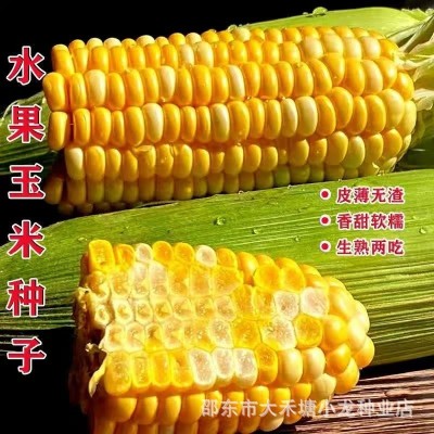 超甜水果玉米种子生吃甜脆多汁大田高产早熟大棒春秋四季甜玉米籽图4