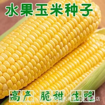 超甜水果玉米种子生吃甜脆多汁大田高产早熟大棒春秋四季甜玉米籽图2