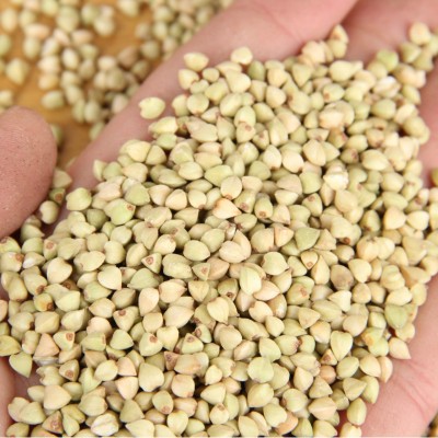 厂家批发荞麦米荞麦仁 三角麦粒荞麦米袋装25kg五谷杂粮荞麦米图4