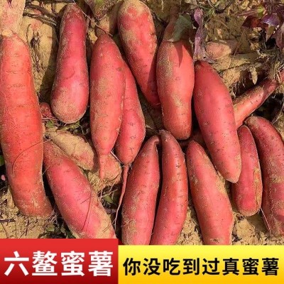 【福建六鳌】红蜜薯沙地红薯新鲜现挖红心富硒地瓜番薯山芋蜜图4
