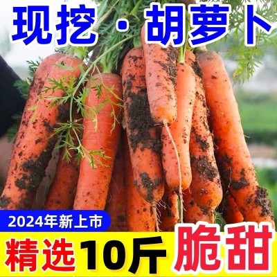 【巨划算】2024新鲜胡萝卜红萝卜现挖沙地自种脆甜保好吃批发零售图2