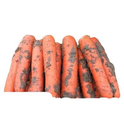 【巨划算】2024新鲜胡萝卜红萝卜现挖沙地自种脆甜保好吃批发零售图4