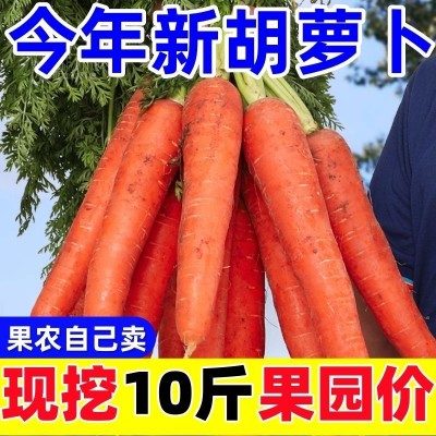 【巨划算】2024新鲜胡萝卜红萝卜现挖沙地自种脆甜保好吃批发零售图3