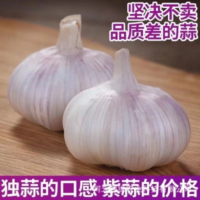 正宗紫皮大蒜头干蒜批发金乡蒜蓉新鲜红皮优质子农家5斤装包邮图3