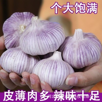 正宗紫皮大蒜头干蒜批发金乡蒜蓉新鲜红皮优质子农家5斤装包邮图4