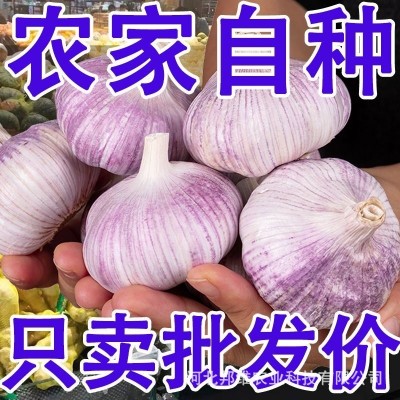 正宗紫皮大蒜头干蒜批发金乡蒜蓉新鲜红皮优质子农家5斤装包邮图2