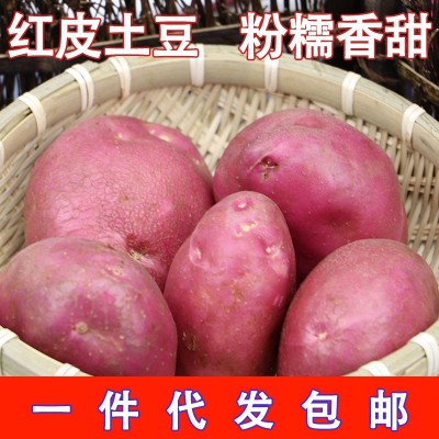 正宗红皮土豆黄心土豆特产应季新鲜蔬菜现挖土豆大洋芋马铃薯2024图3