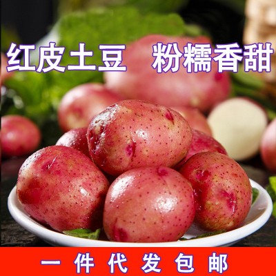 正宗红皮土豆黄心土豆特产应季新鲜蔬菜现挖土豆大洋芋马铃薯2024图2