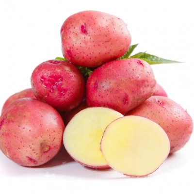 正宗红皮土豆黄心土豆特产应季新鲜蔬菜现挖土豆大洋芋马铃薯2024图5