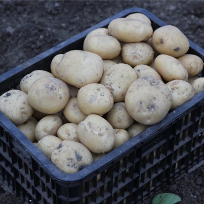 【超低价】新鲜黄皮黄心土豆现挖马铃薯洋芋当季蔬菜农家土豆产地图3