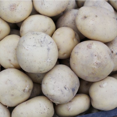 【超低价】新鲜黄皮黄心土豆现挖马铃薯洋芋当季蔬菜农家土豆产地图5