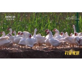 佩服！大哥卖鸭时发现商机，靠养殖番鸭，年收入惊人